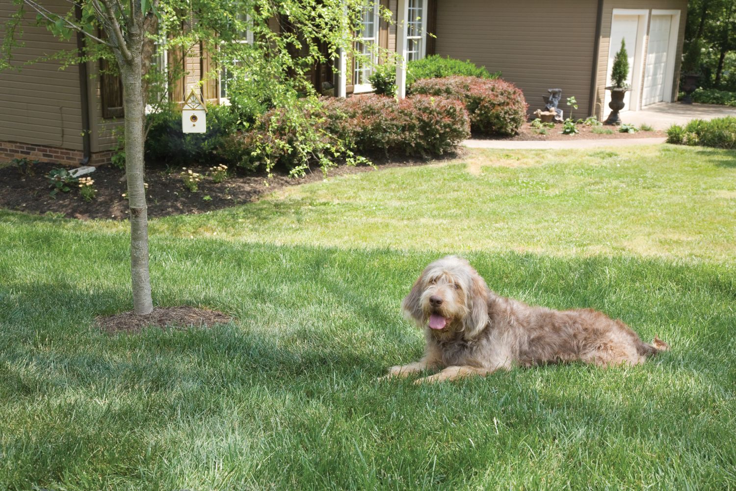 PetSafe®