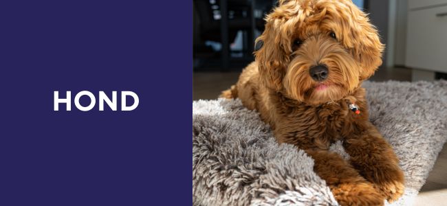 Hond