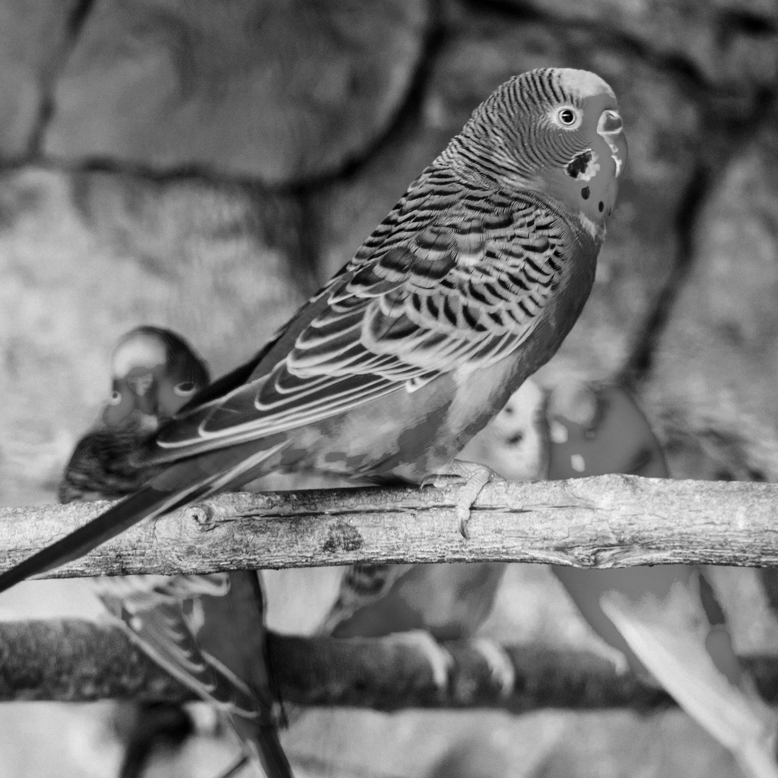 Vogels