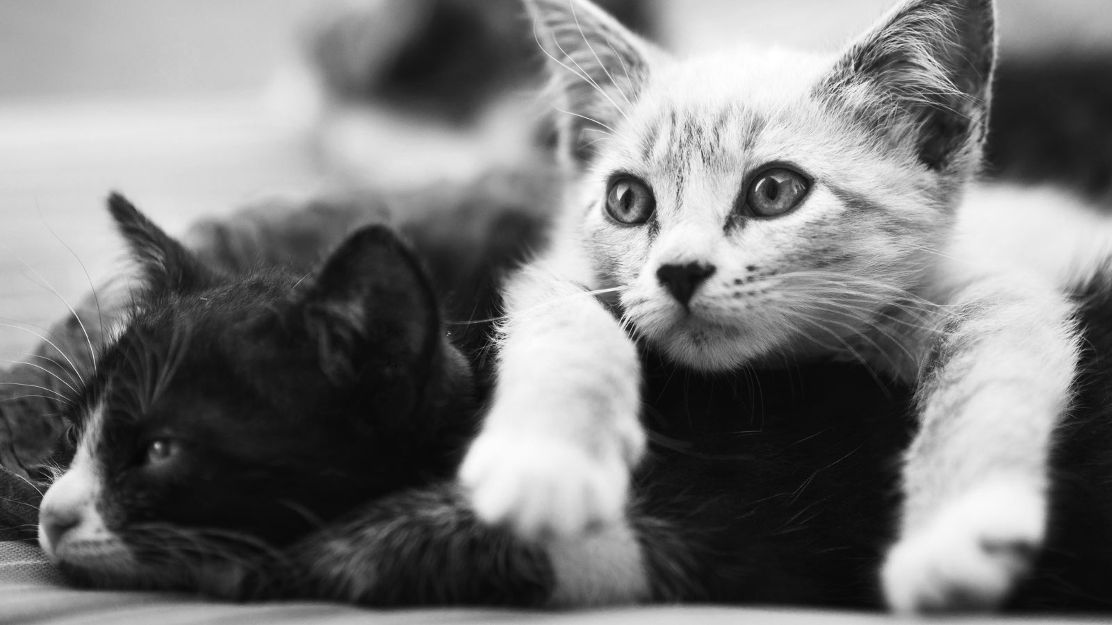 Katten