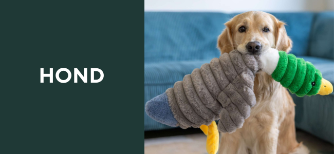 Hond
