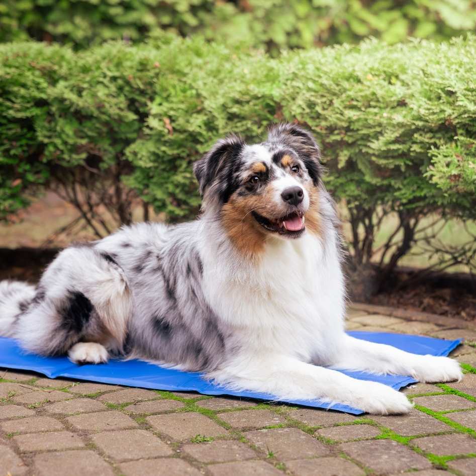 Quapas! Honden Koelmat