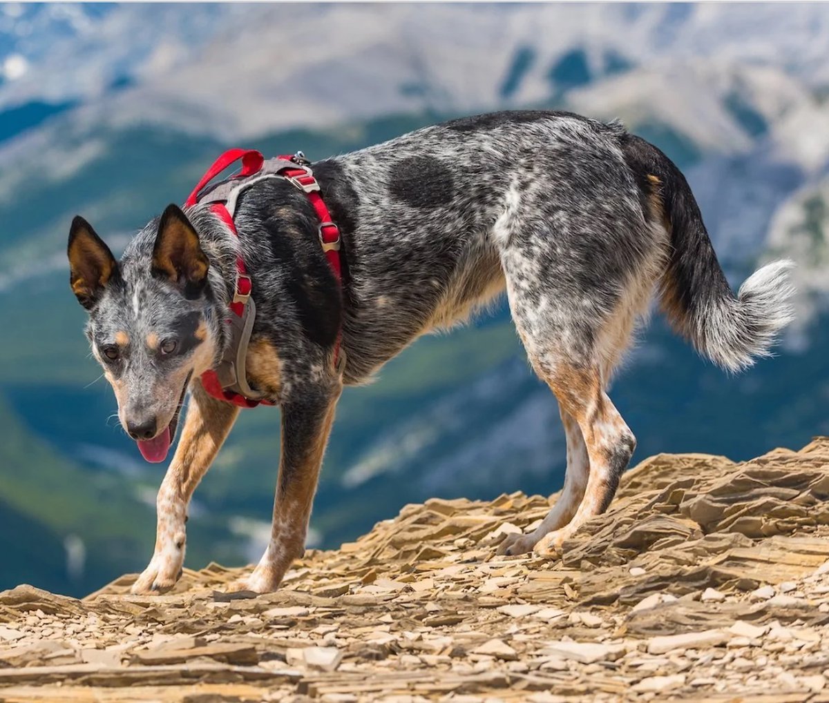 Kurgo Journey Air Harness XS