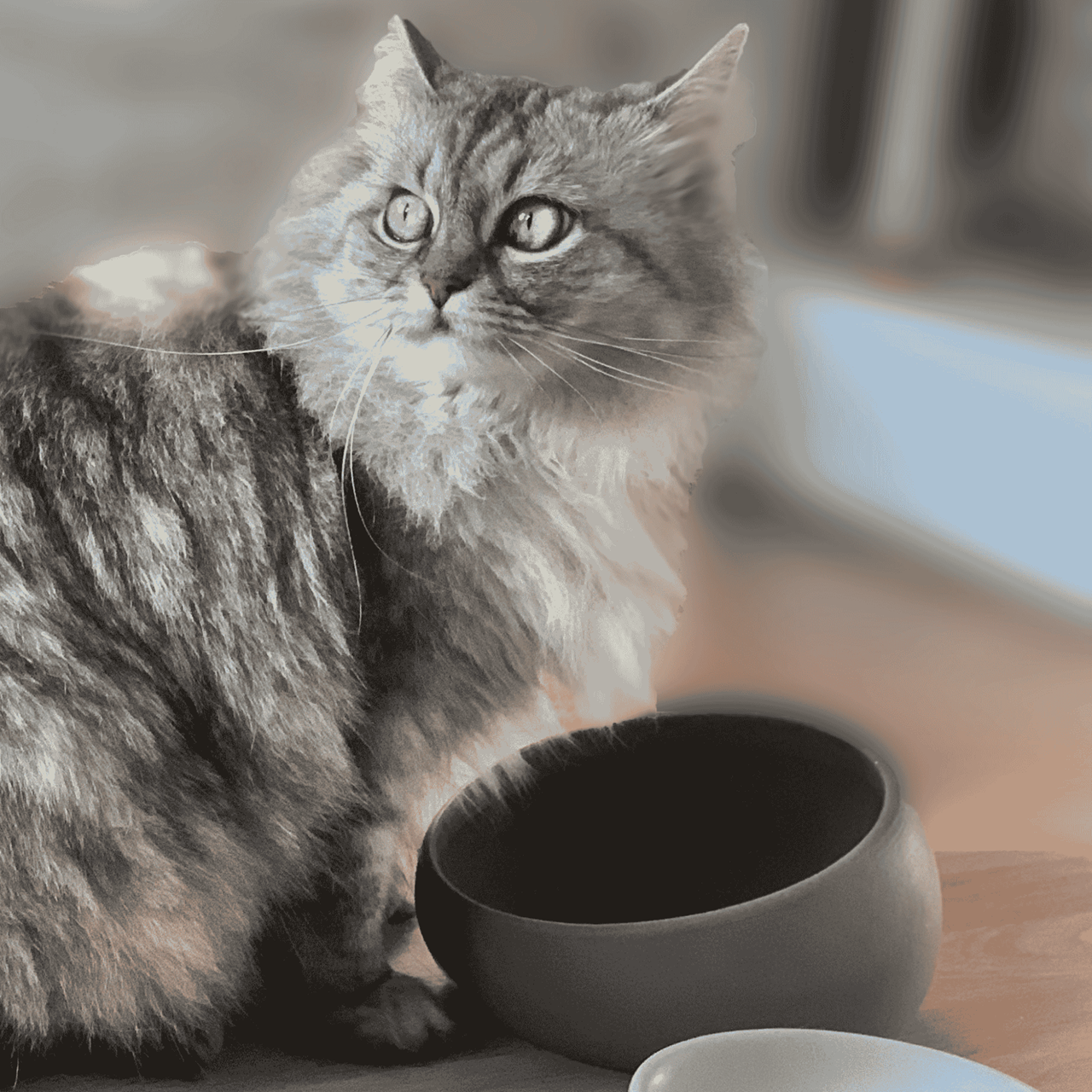 Quapas! Keramieken Schuine Voer- en Drinkbak Donkergrijs