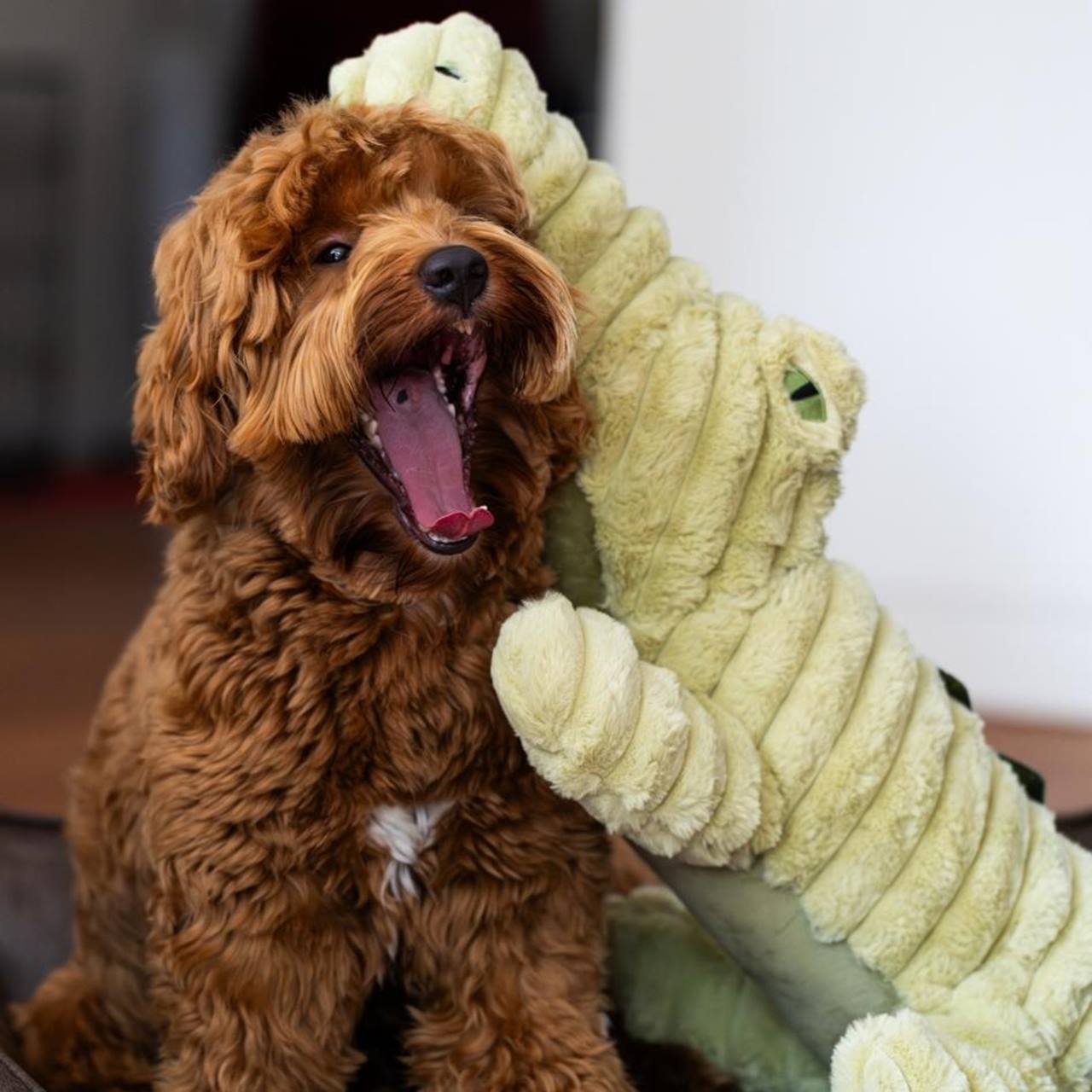 Quapas! XXL Crocodile 91cm