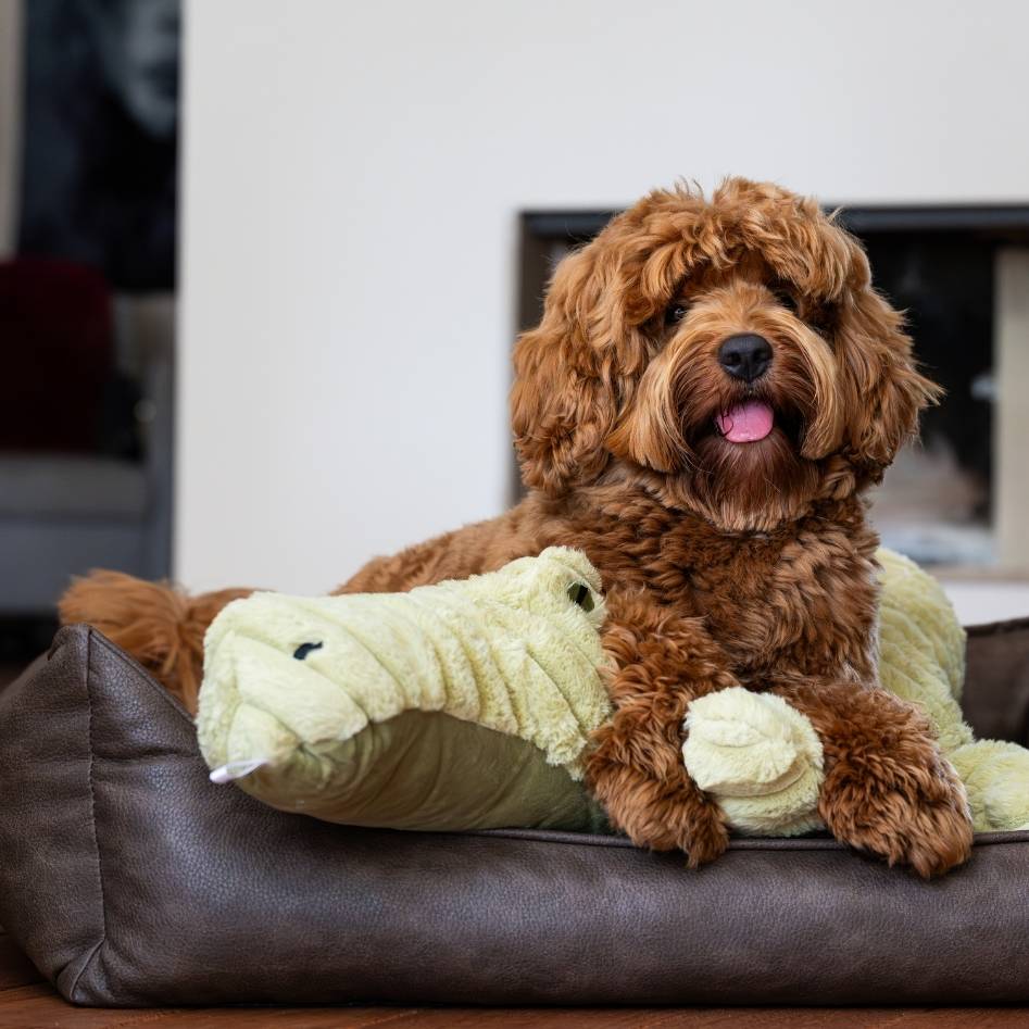 Quapas! XXL Crocodile 91cm