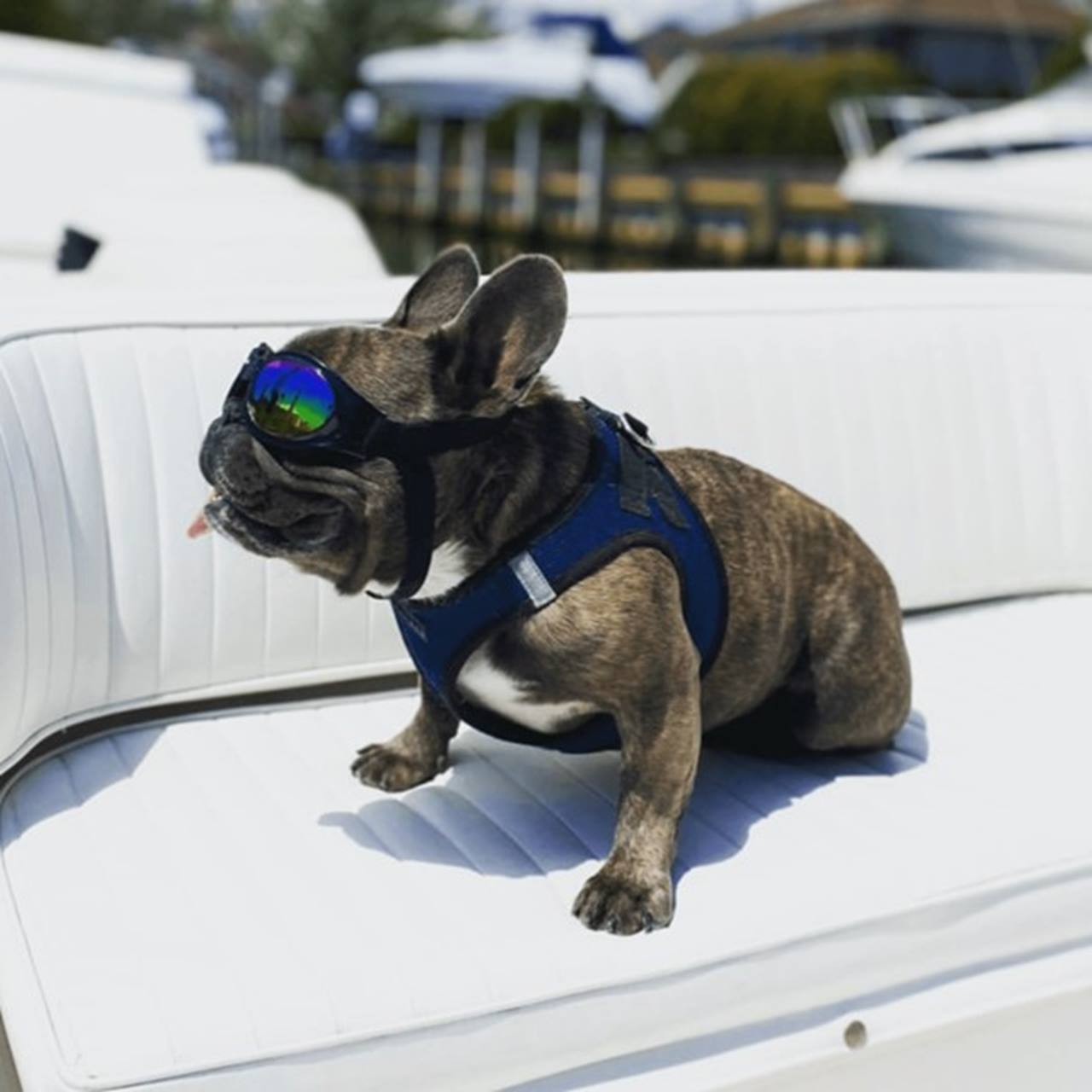 K9 Sport Shades - Hondenzonnebril zwart