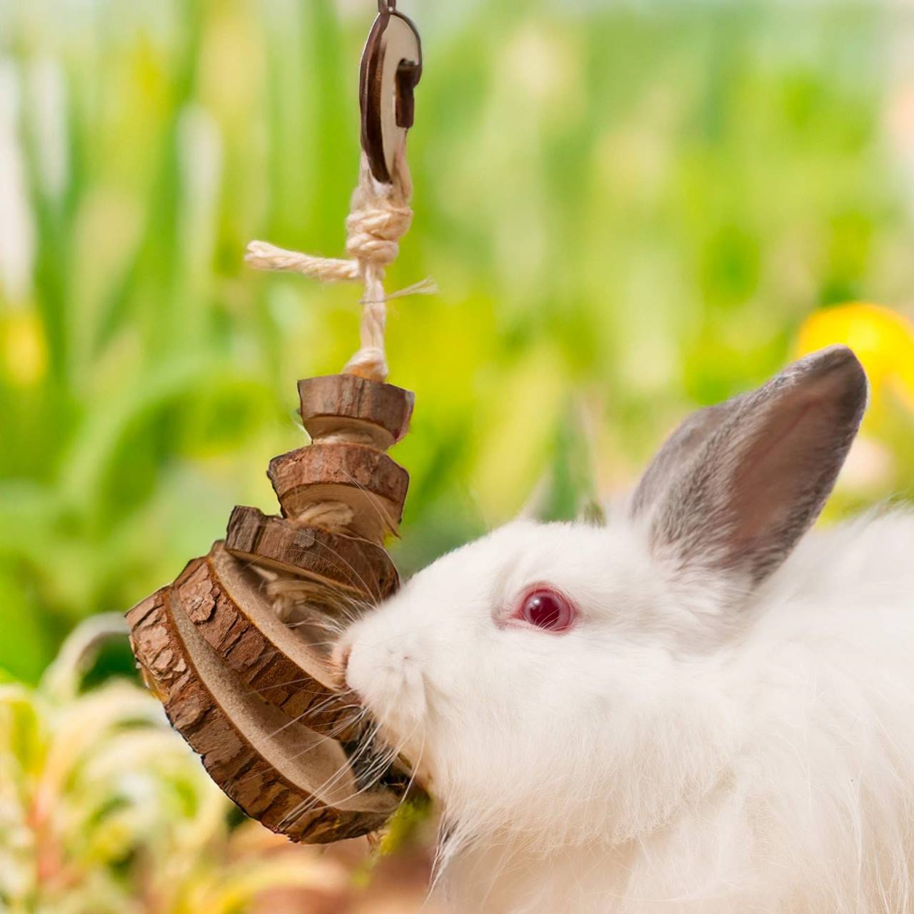 Quapas! Nagetierspielzeug Scheibenbaumler