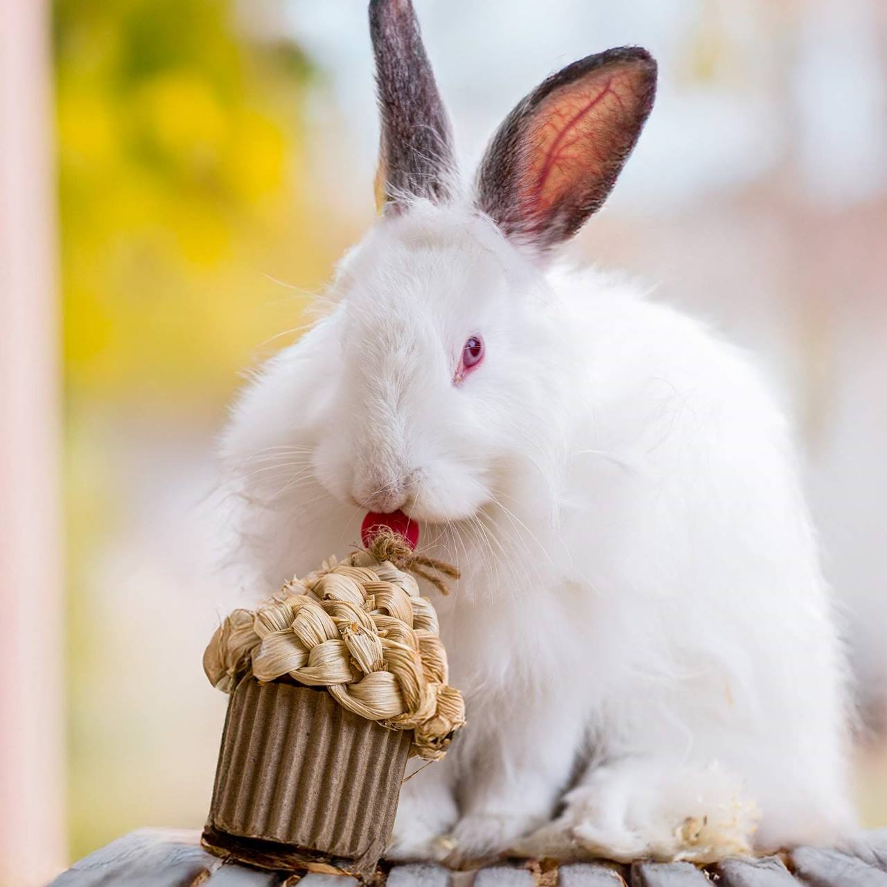 Quapas! Fest-Cupcake