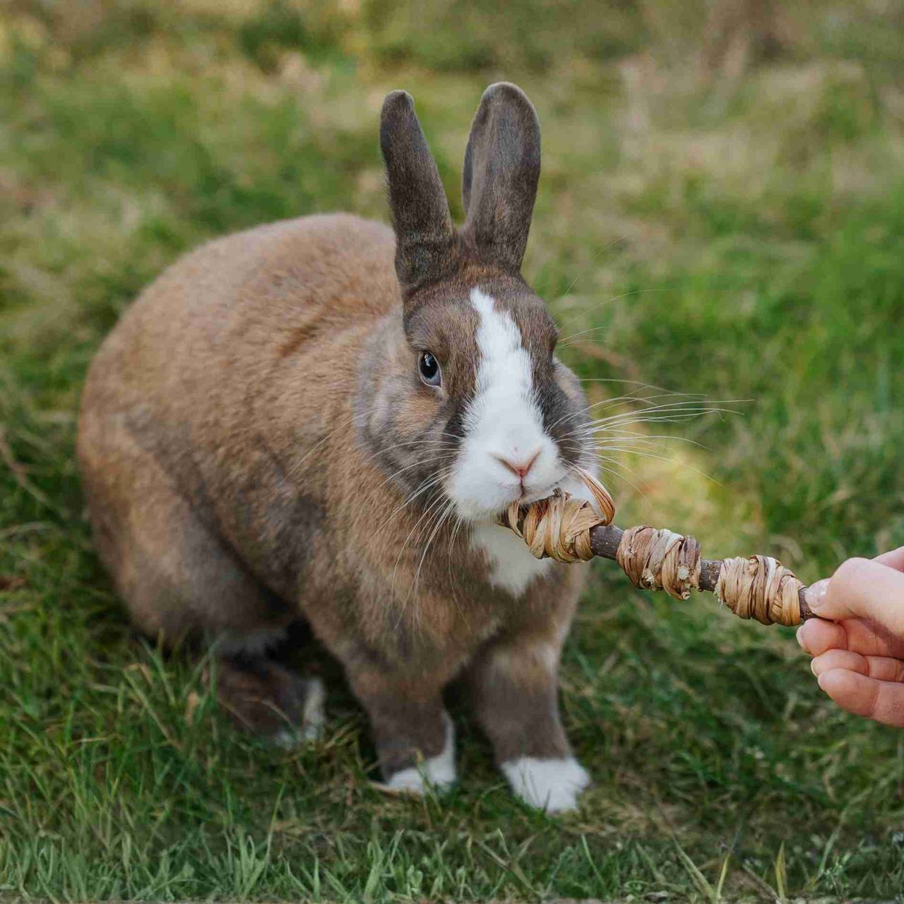 Quapas! Marshmallow 2pcs