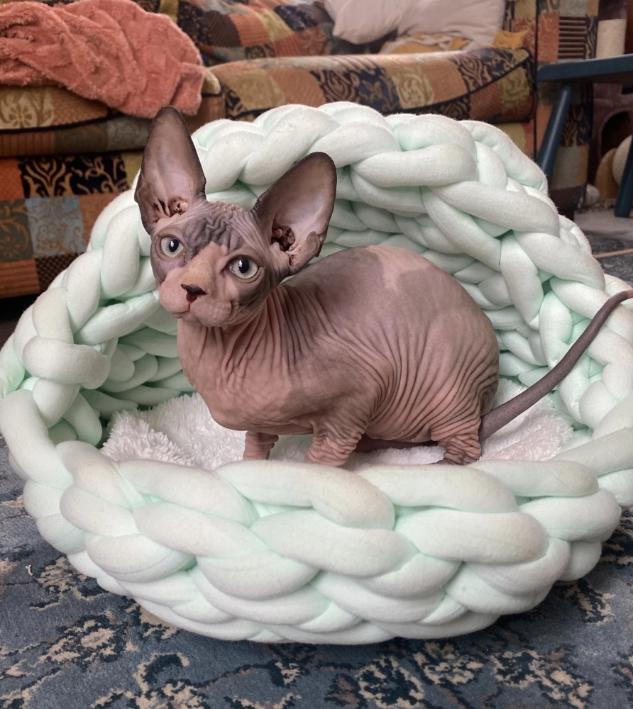 Quapas! Cat bed woven iglo mint