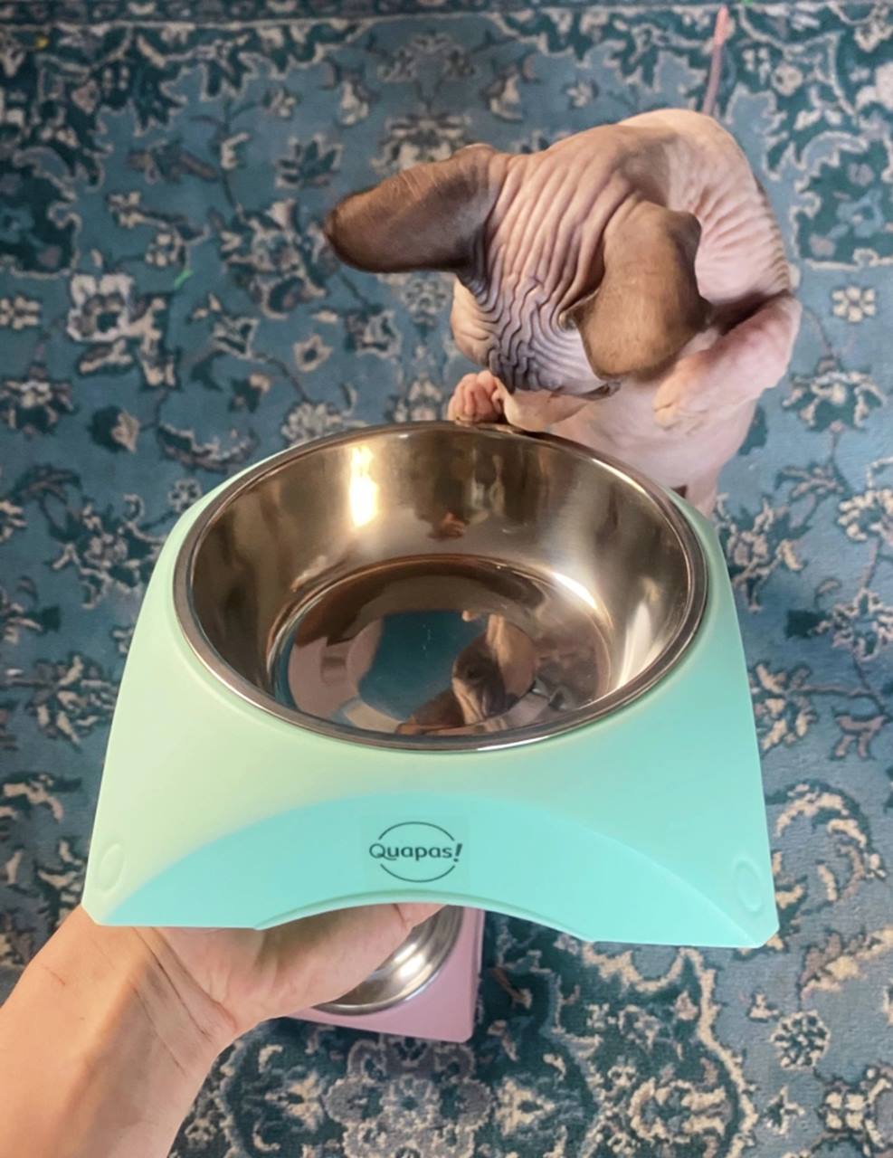 Quapas! Cat bowl Mint green