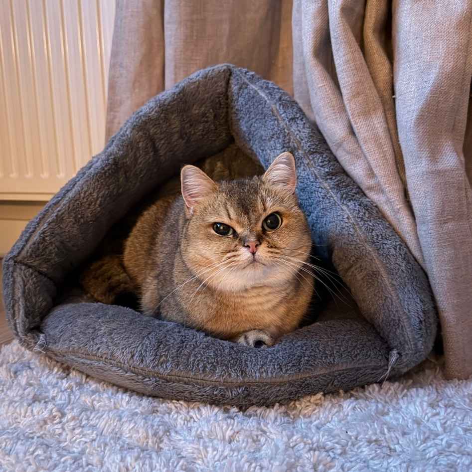 Grey Igloo Cat Bed