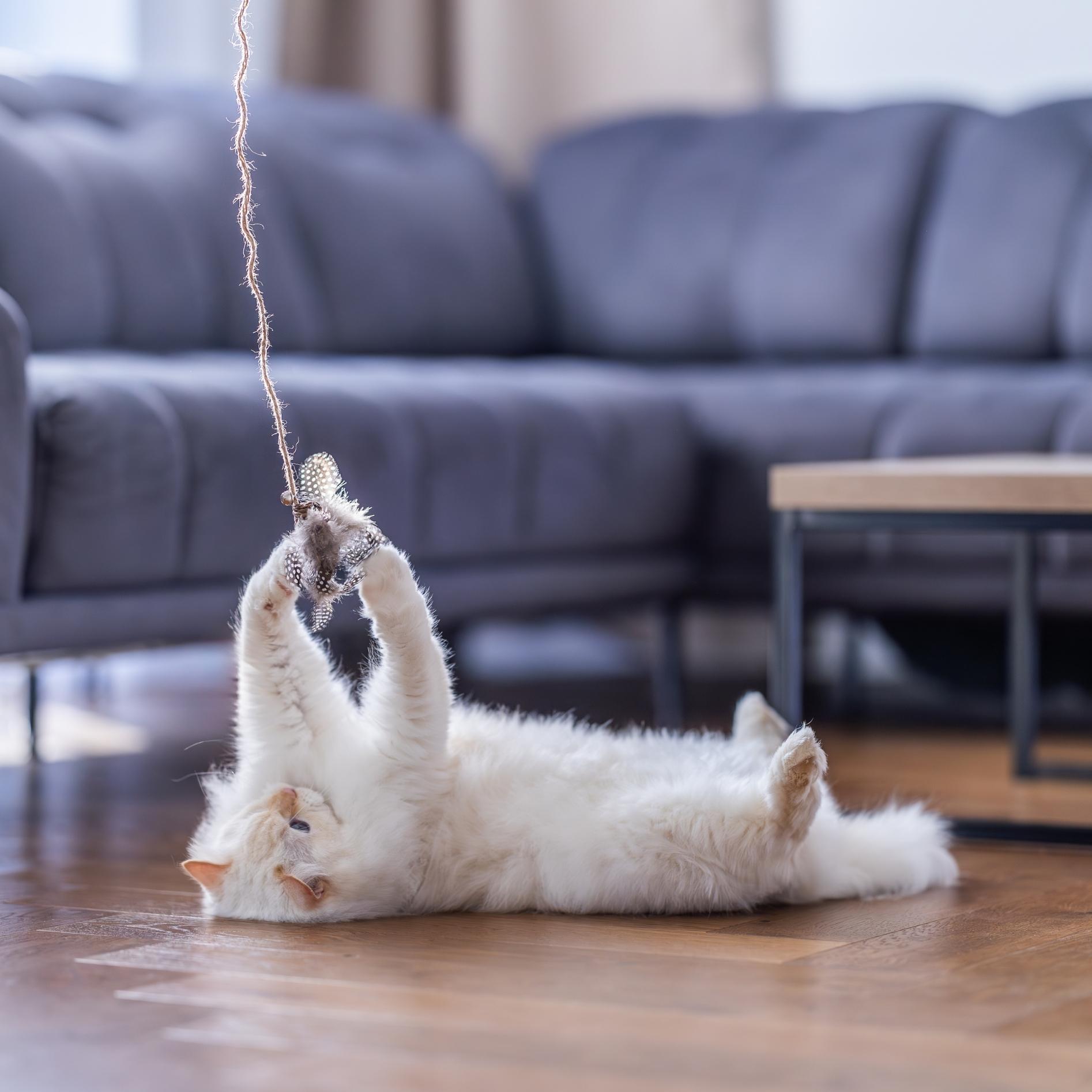 Quapas! Cat toy fishing rod bird brown