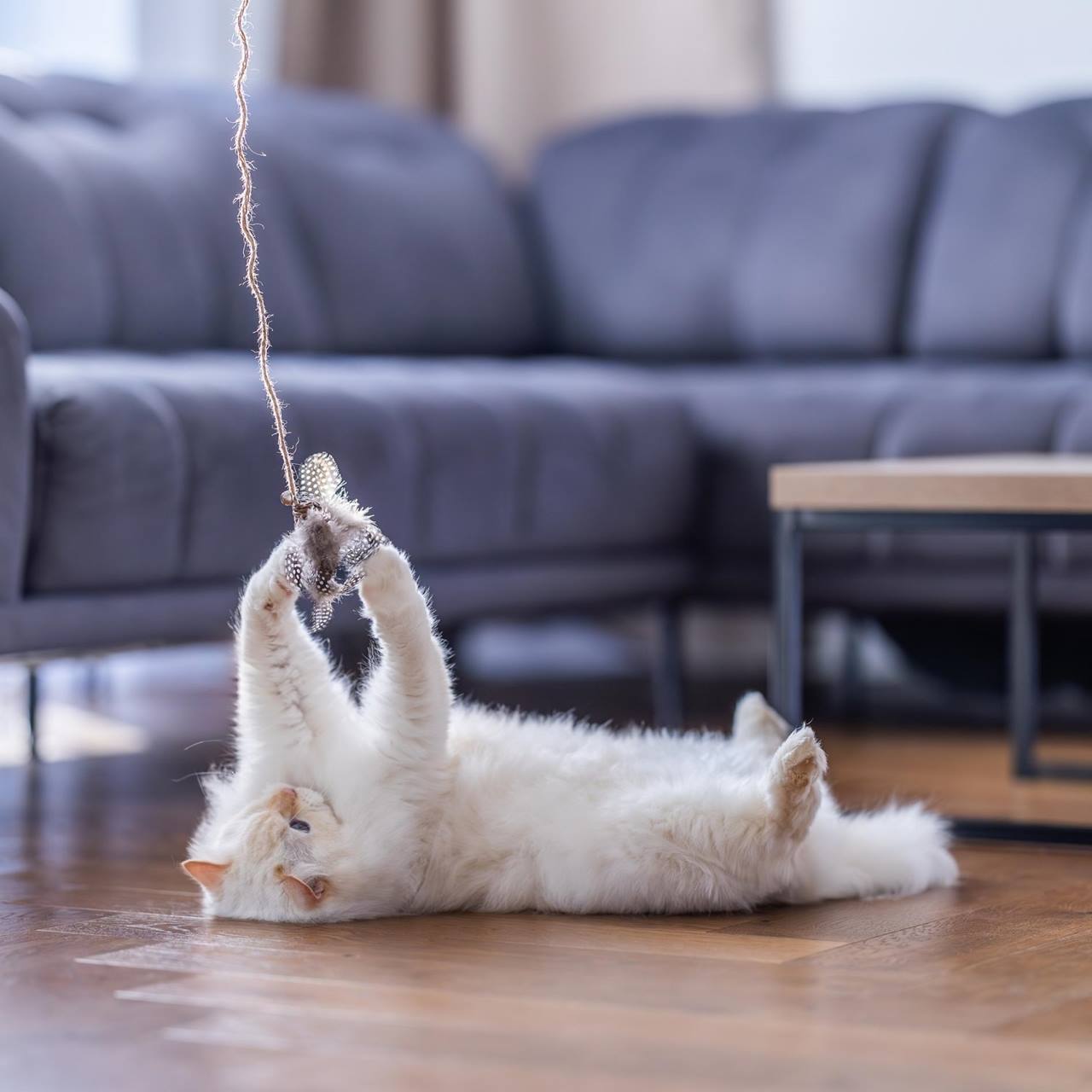 Quapas! Cat toy fishing rod bird brown