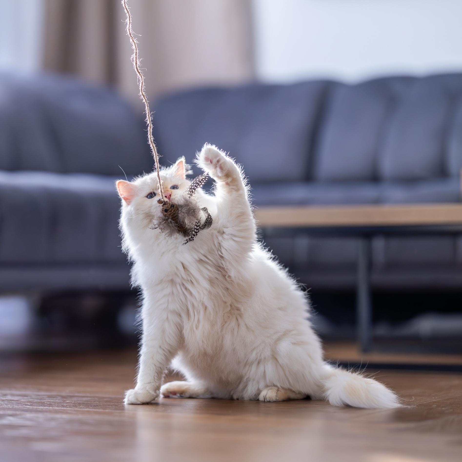 Quapas! Cat toy fishing rod bird brown