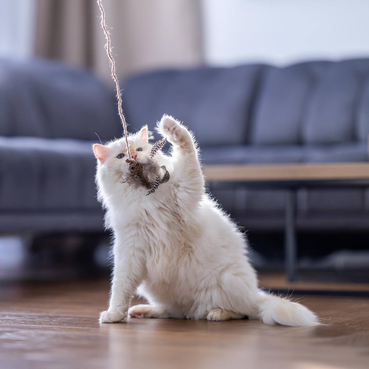 Quapas! Cat toy fishing rod bird brown