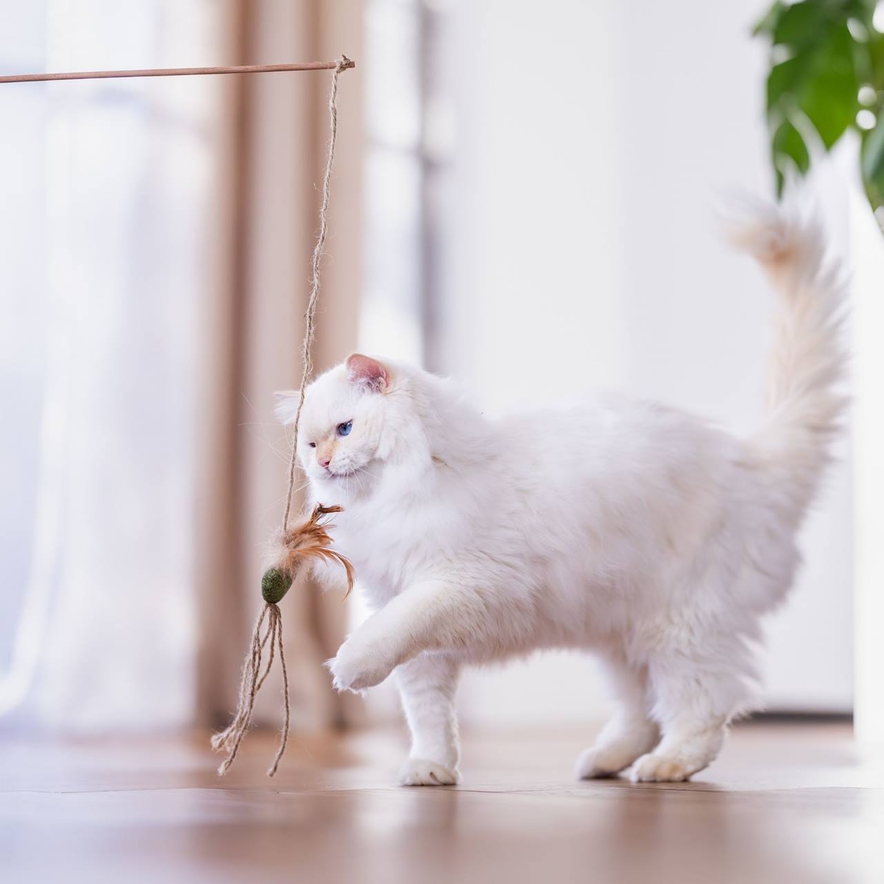 Quapas! Jouet pour chat canne à pêche nature B