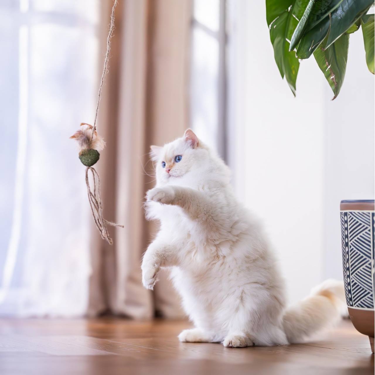 Quapas! Jouet pour chat canne à pêche nature B