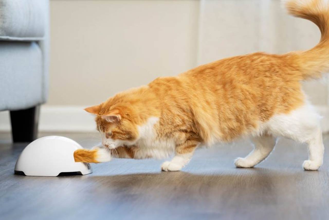 PetSafe® Fox Den Toy Automatic Cat Teaser