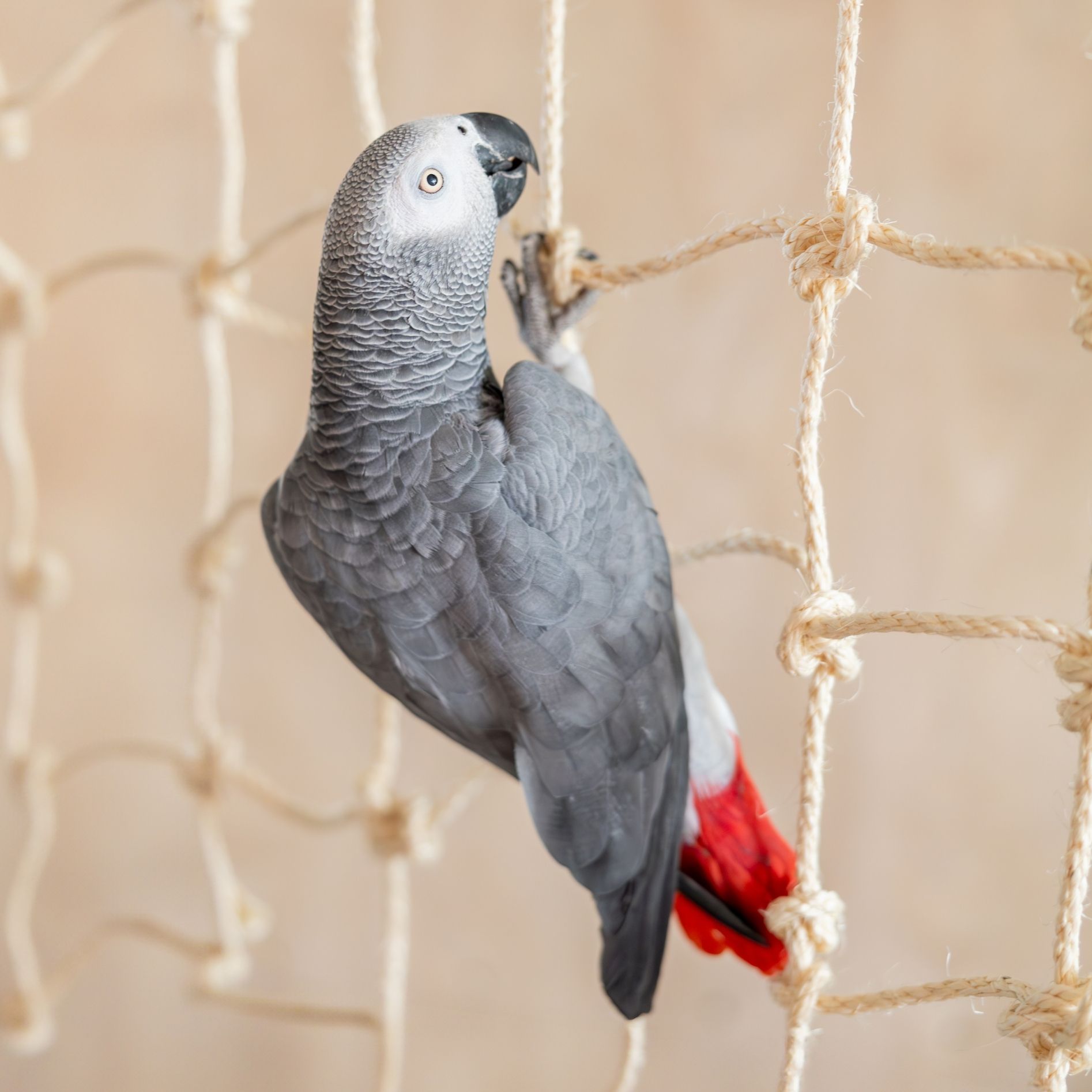 Quapas! Klimtouwnet Vogel