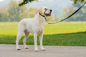 PetSafe® Easy Walk® Headcollar, Large, Black