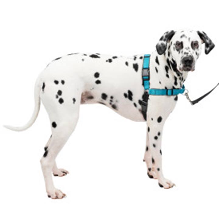 PetSafe® Easy Walk® Deluxe Harness, Large, Ocean Blue