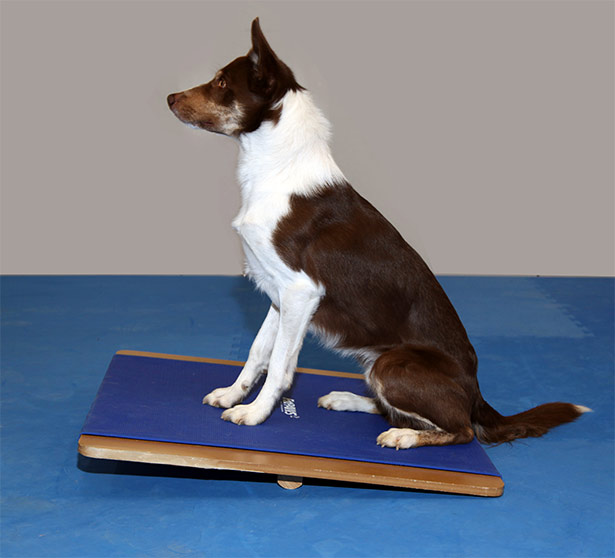 FitPAWS Giant Rocker Board 75 x 75 cm