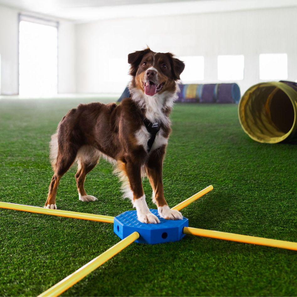 Fitpaws FitKinect Core