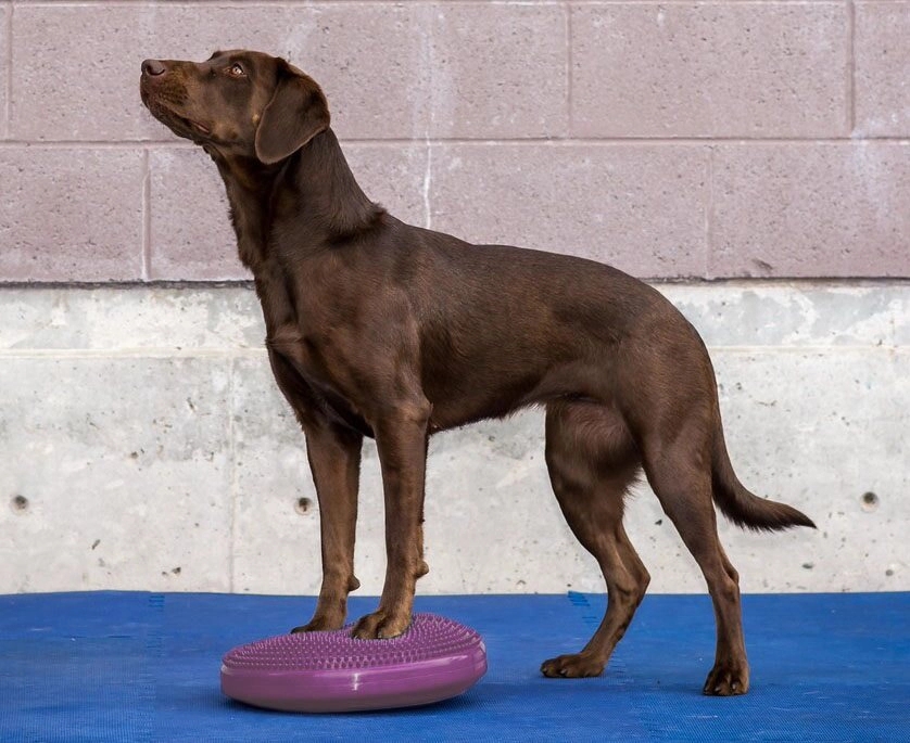 FitPAWS Balance Disc Razzleberry, 36 cm