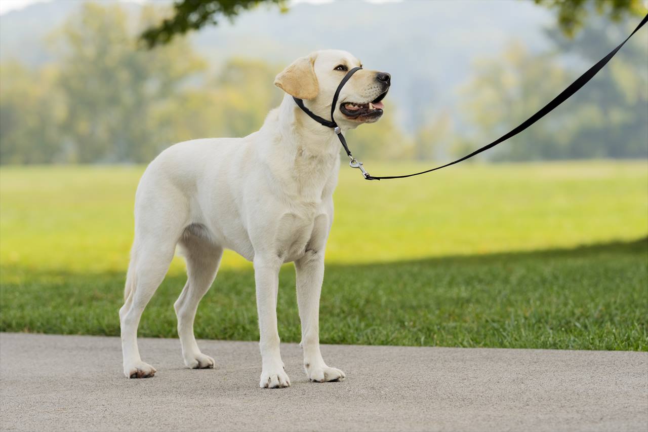 PetSafe® Easy Walk® Headcollar, Large, Black