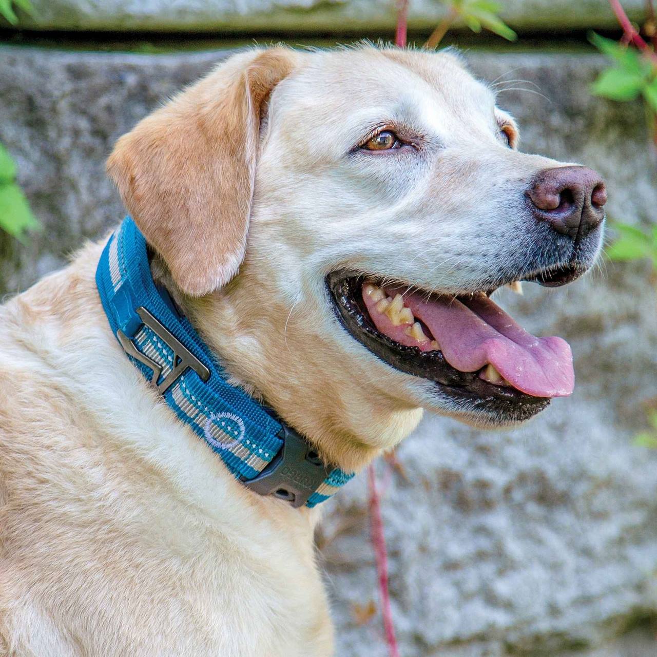 Kurgo RSG Collar Coastal Blue/Charcoal Grey