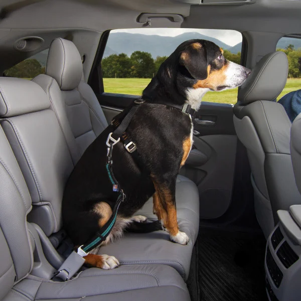 Kurgo Direct to Seatbelt Swivel Tether Blauw