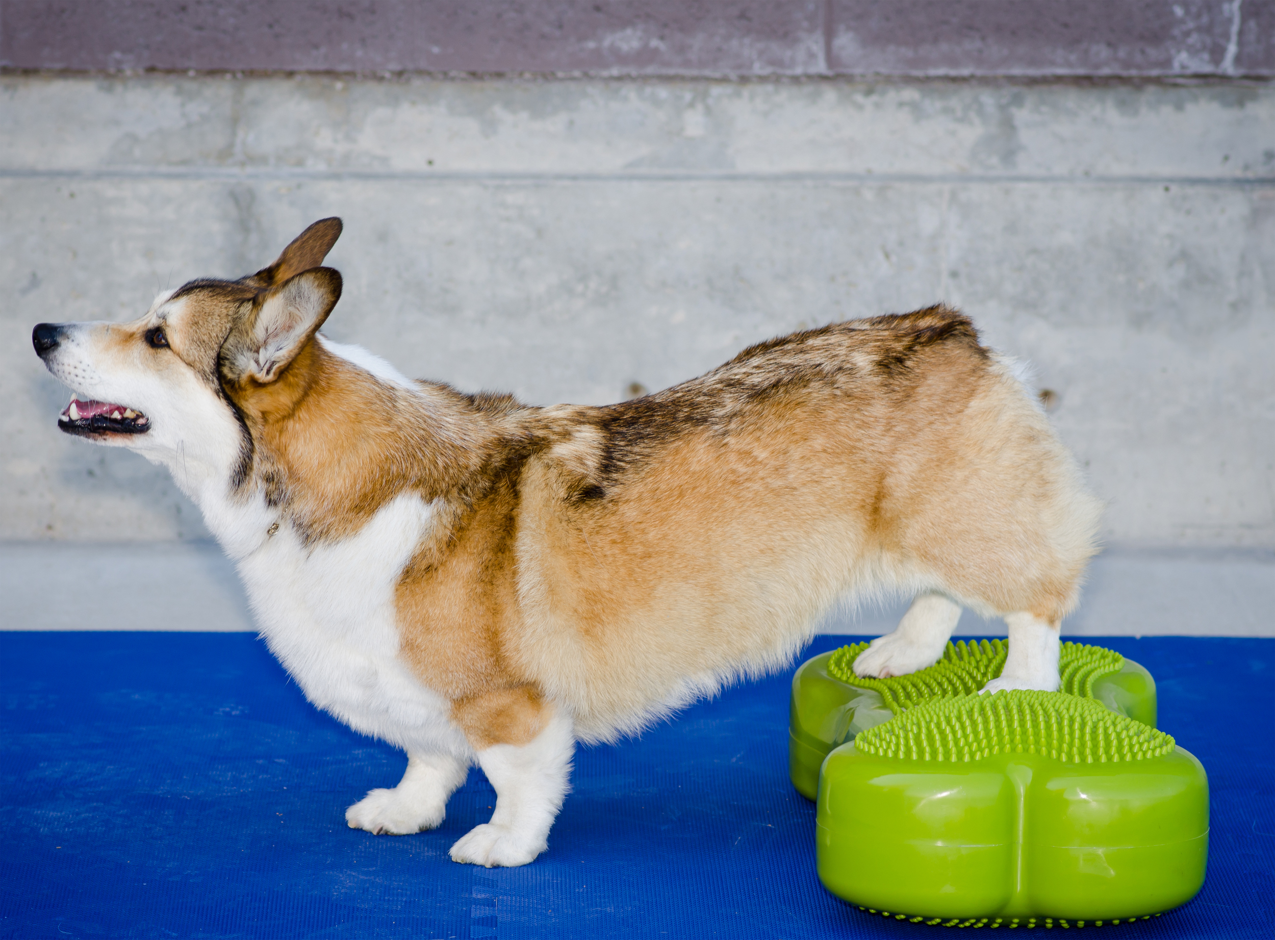 K9FITbone -58 x 29 x 10 cm, Purple