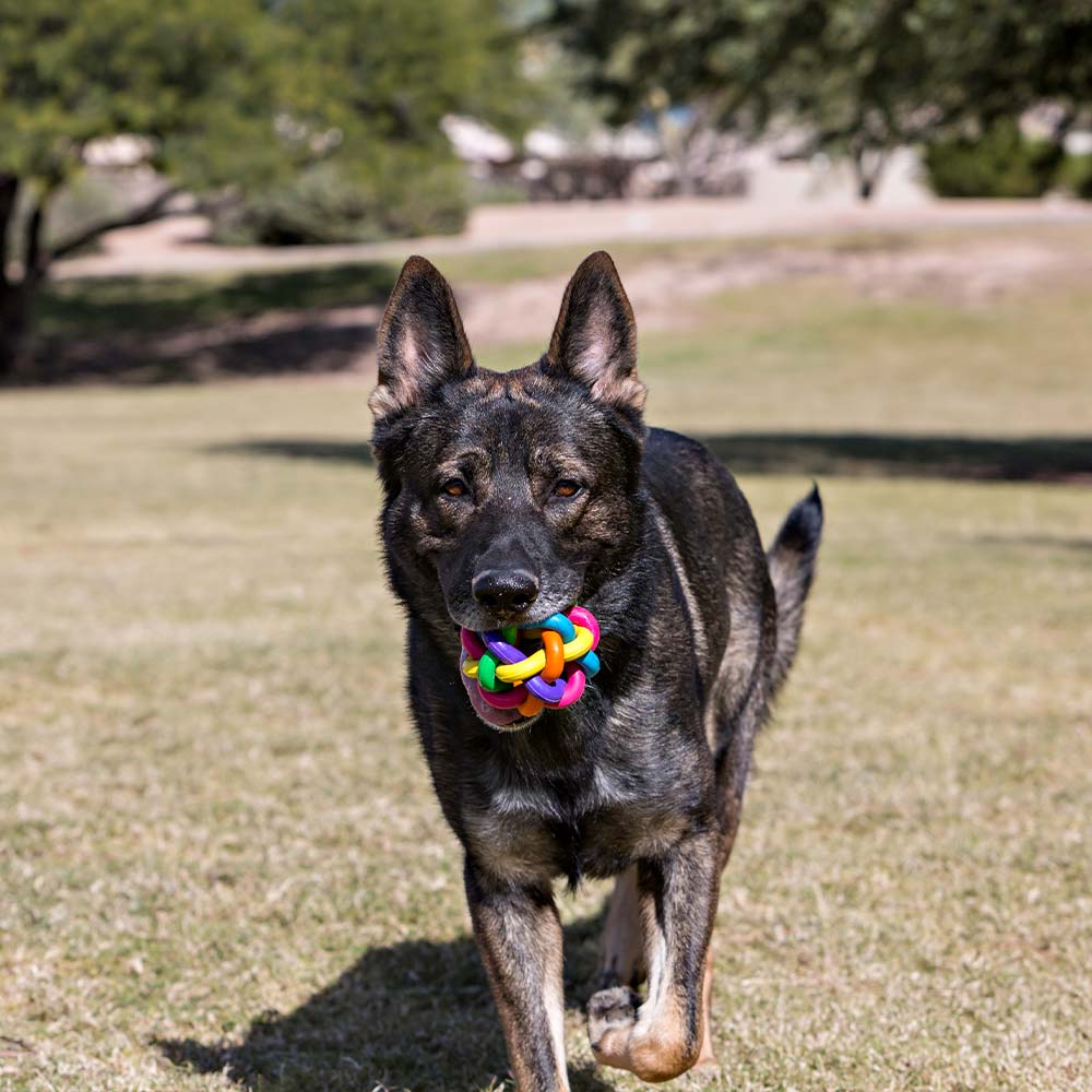 Nobele wiebelige bal