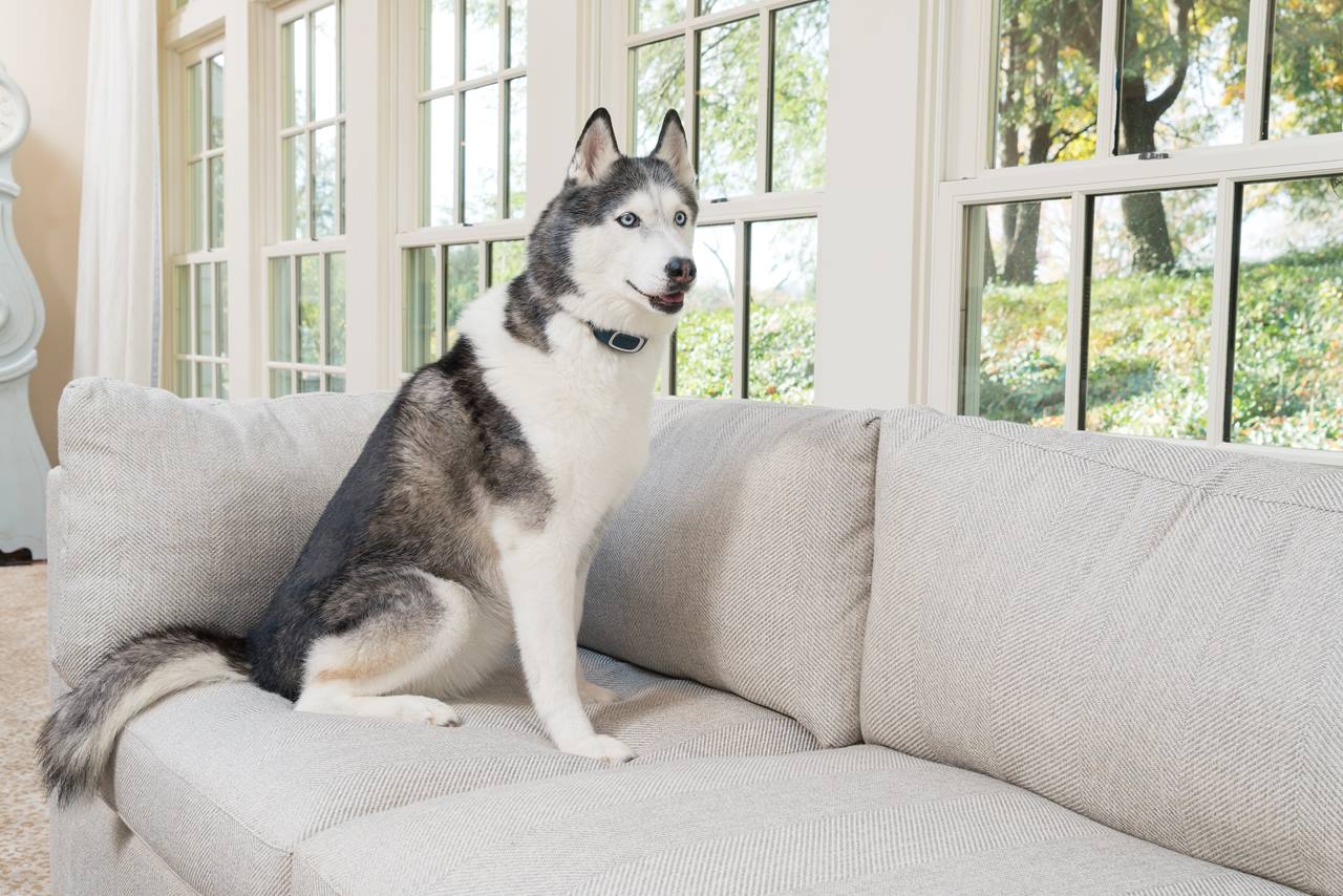 PetSafe® Rechargeable Bark-Control Collar