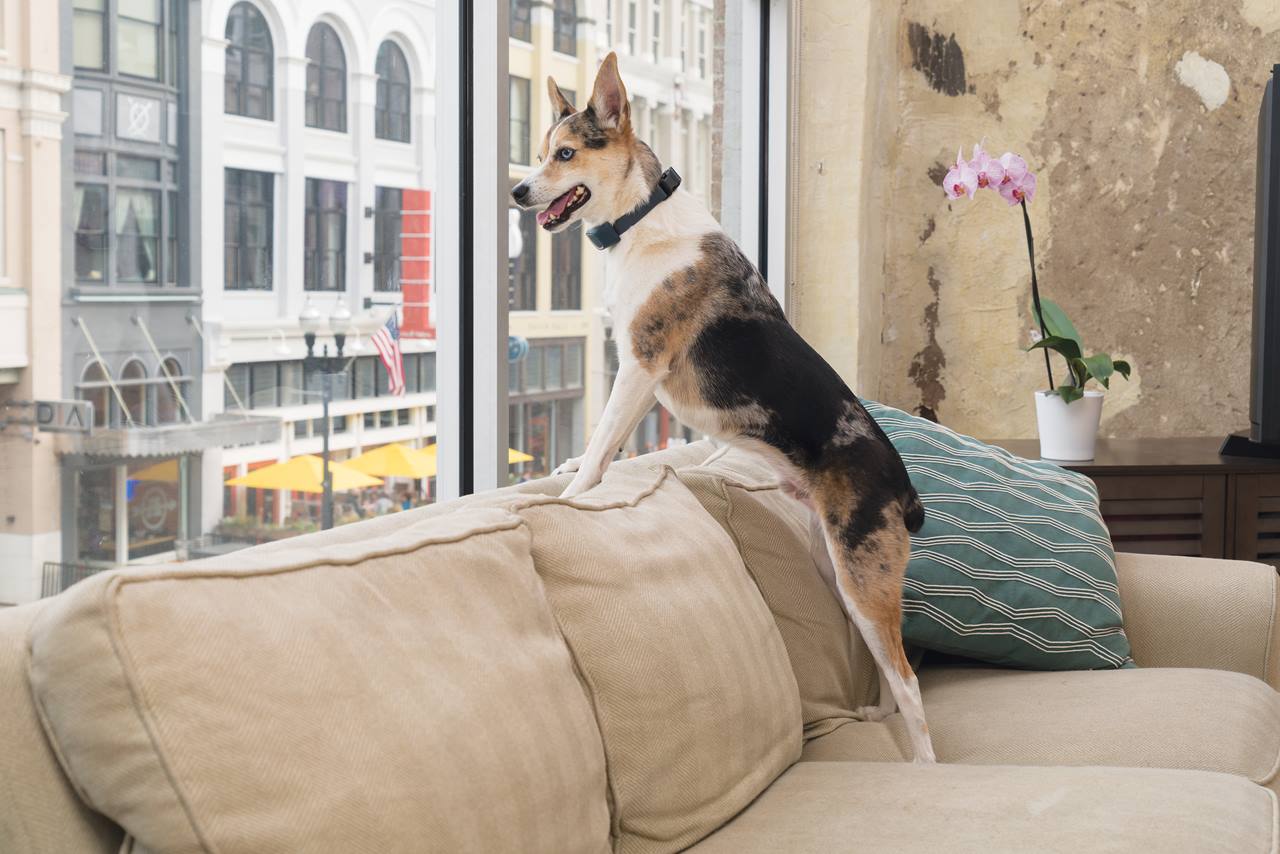 PetSafe® Rechargeable Bark-Control Collar