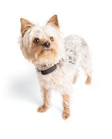 PetSafe® Pawz Away Extra Receiver Collar