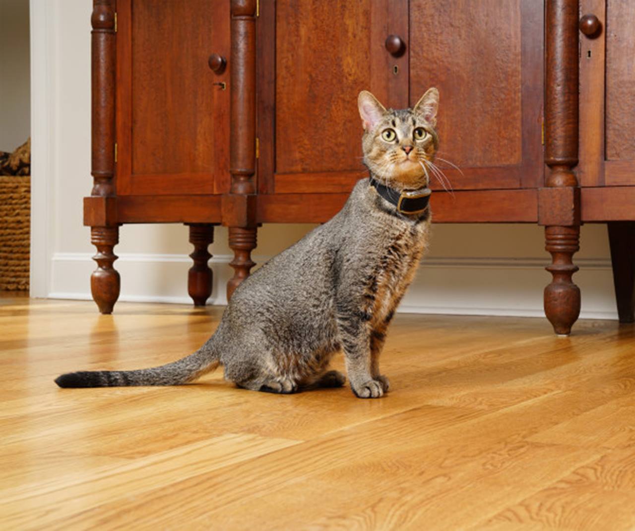 PetSafe® Pawz Away Extra Receiver Collar