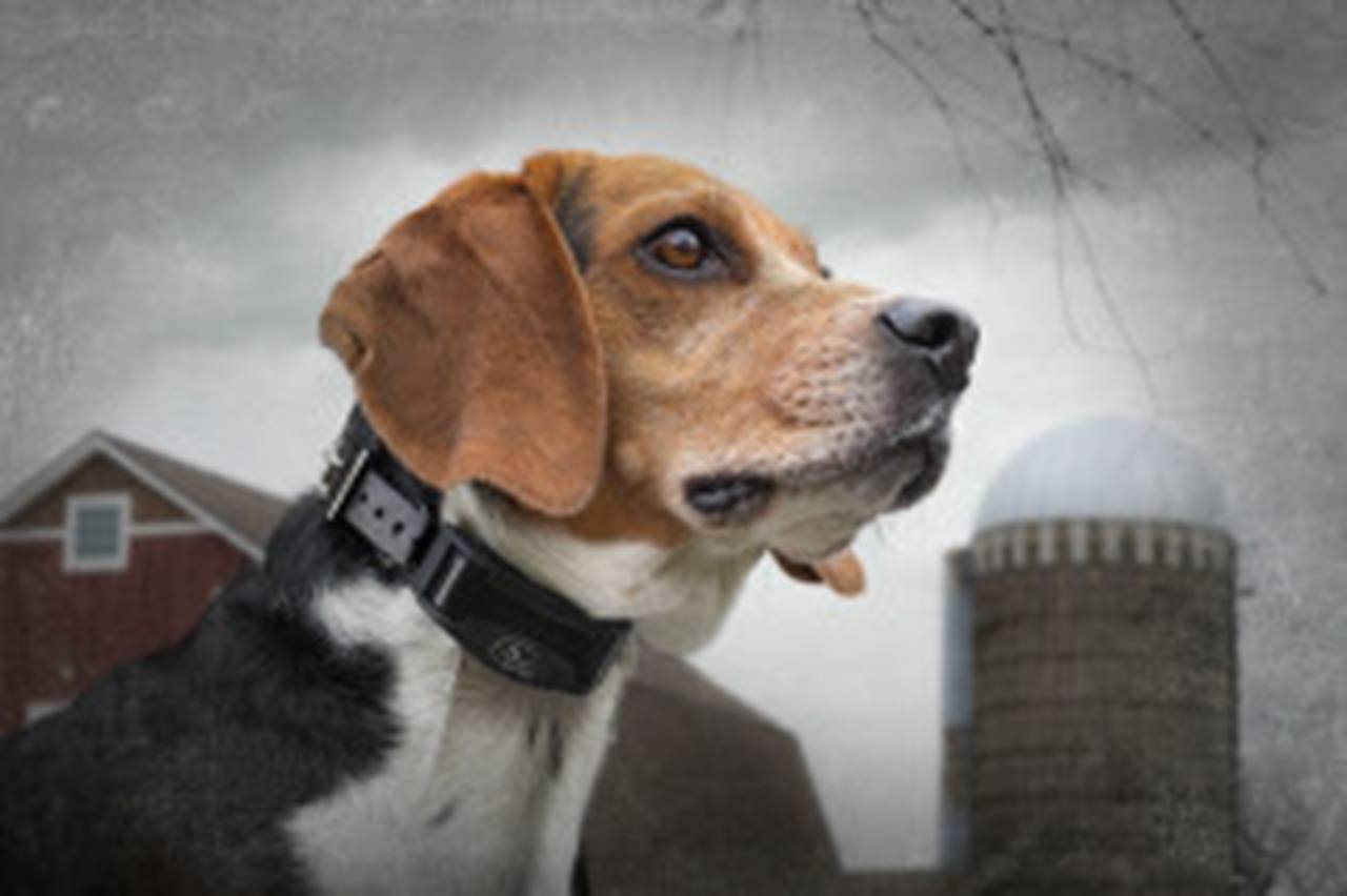 SportDog Rechargeable Bark Control Collar