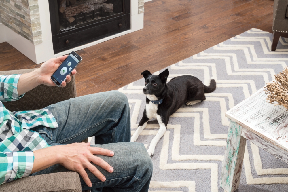 SMART DOG  Trainer