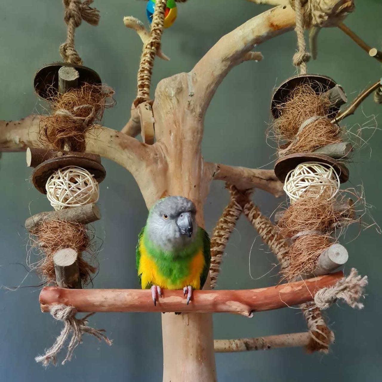 Quapas! Bird Toy Swing Bar