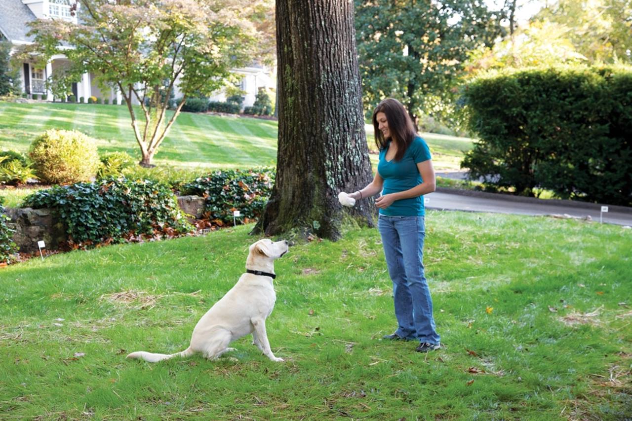 PetSafe® Stay & Play™ Wireless Fence Rechargeable Receiver Collar