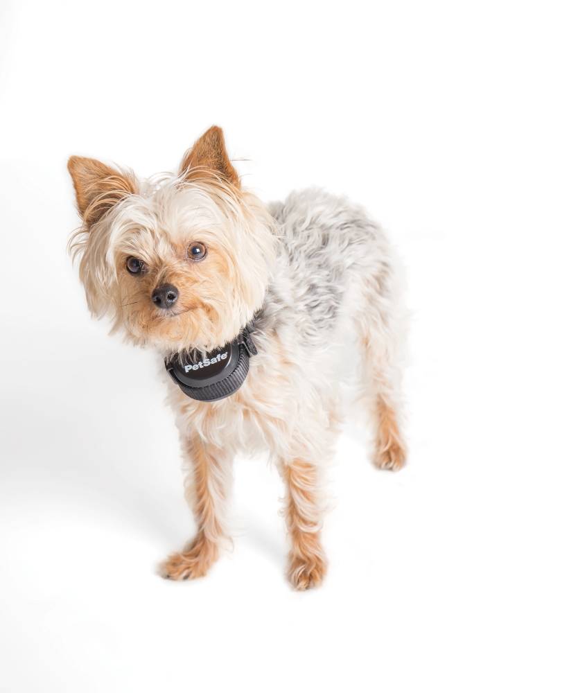 PetSafe® Stay & Play™ Wireless Fence Rechargeable Receiver Collar