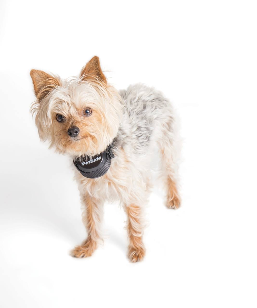 PetSafe® Stay & Play™ Wireless Fence Rechargeable Receiver Collar