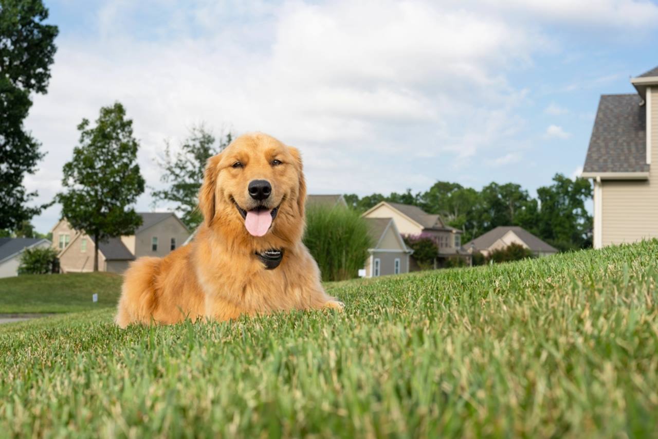 PetSafe® Stay & Play® Compact Wireless Fence