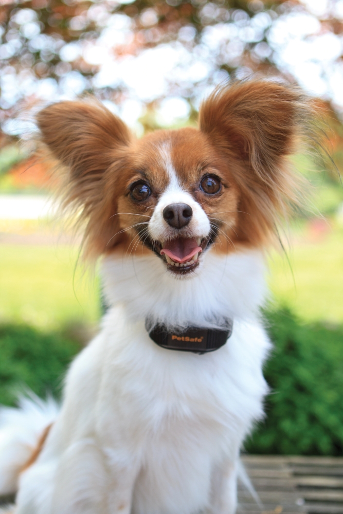 PetSafe® Vibration Bark Control Collar