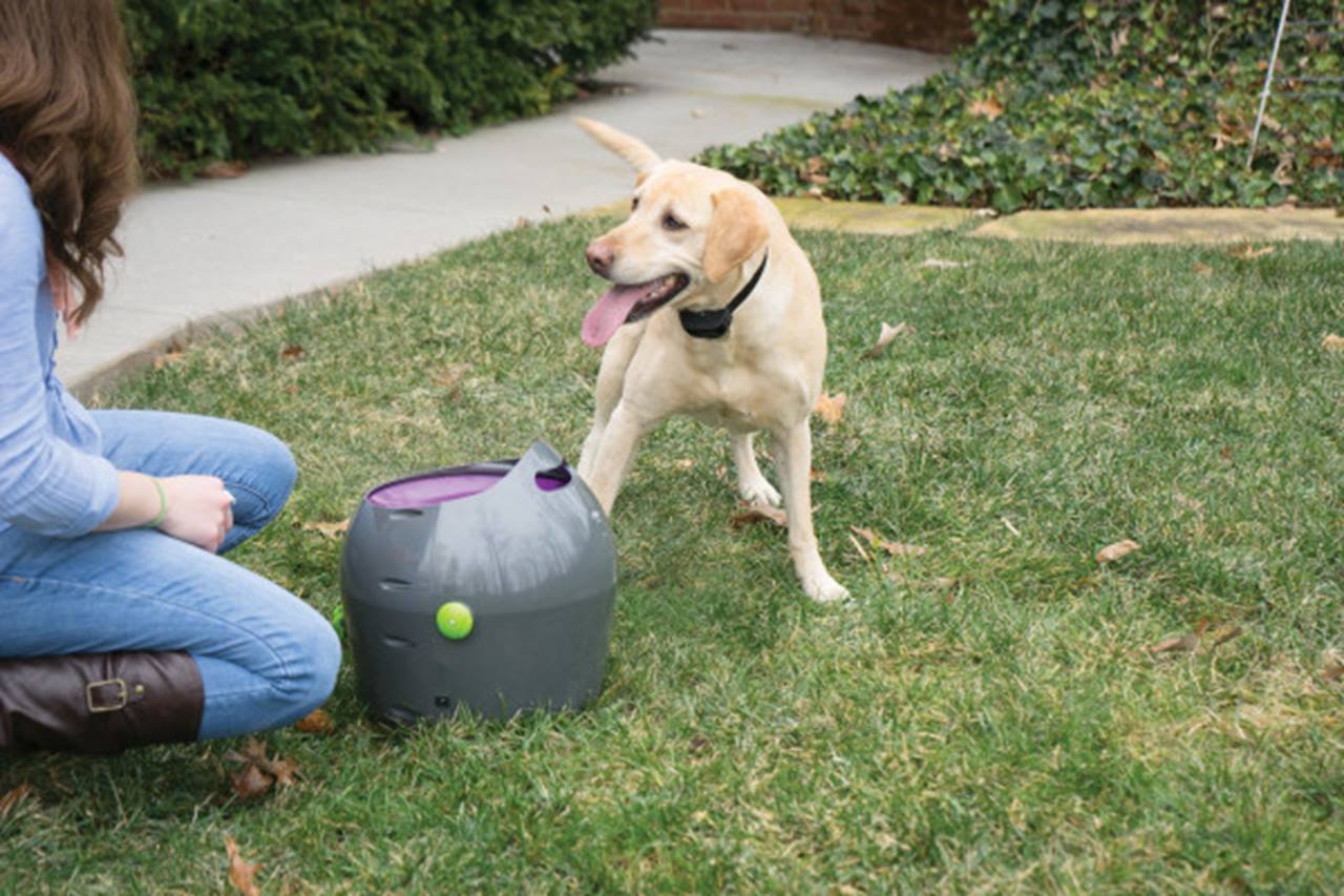 PetSafe® Automatic Ball Launcher