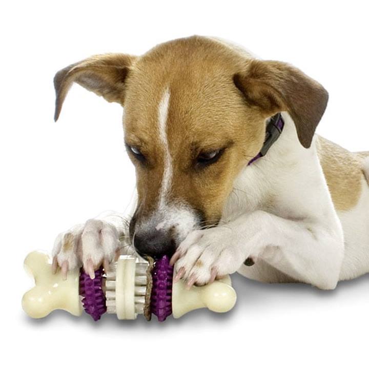PetSafe® Busy Buddy® Bristle Bone, Medium