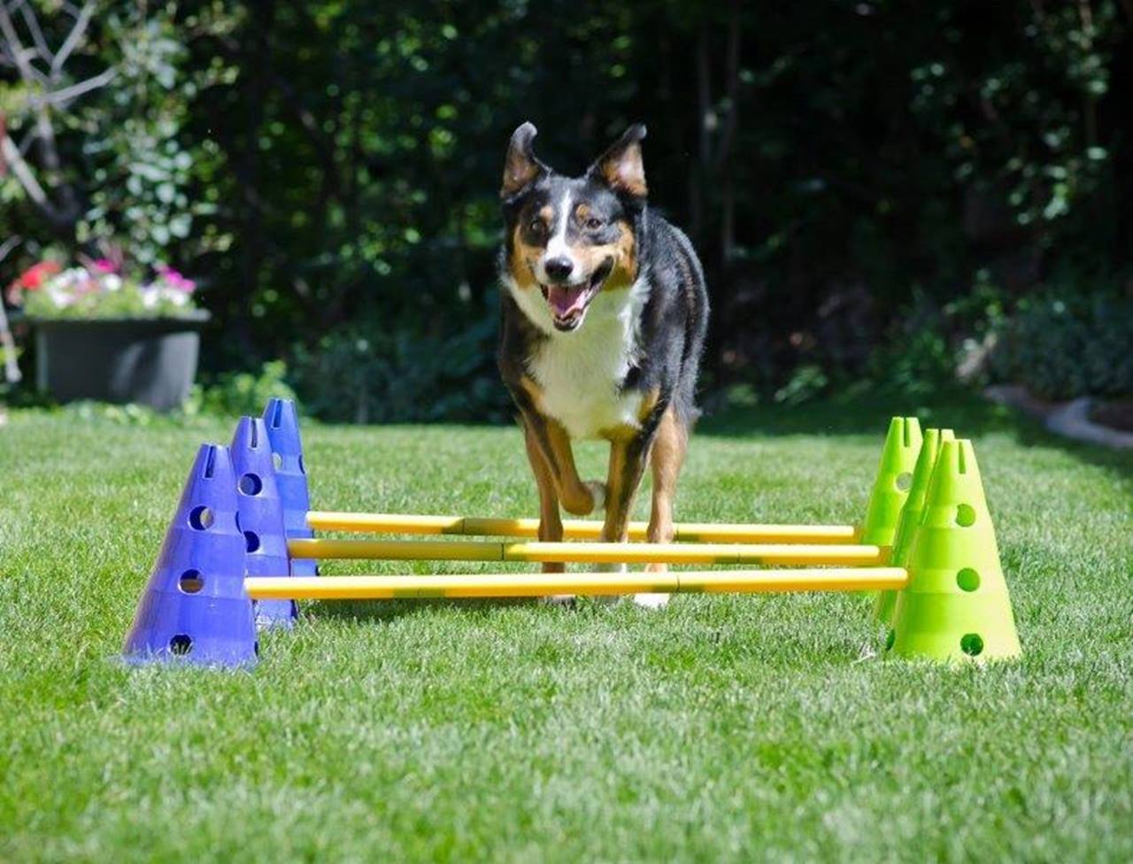 Canine Gym Hond Agility Kit